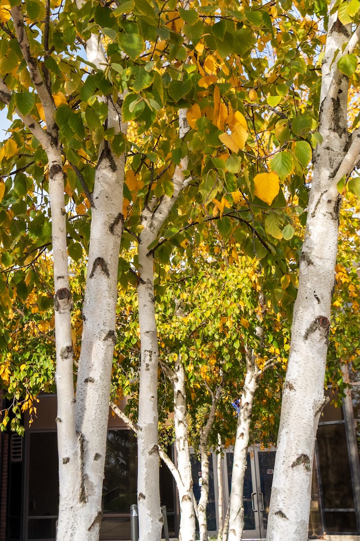 Paper Birch